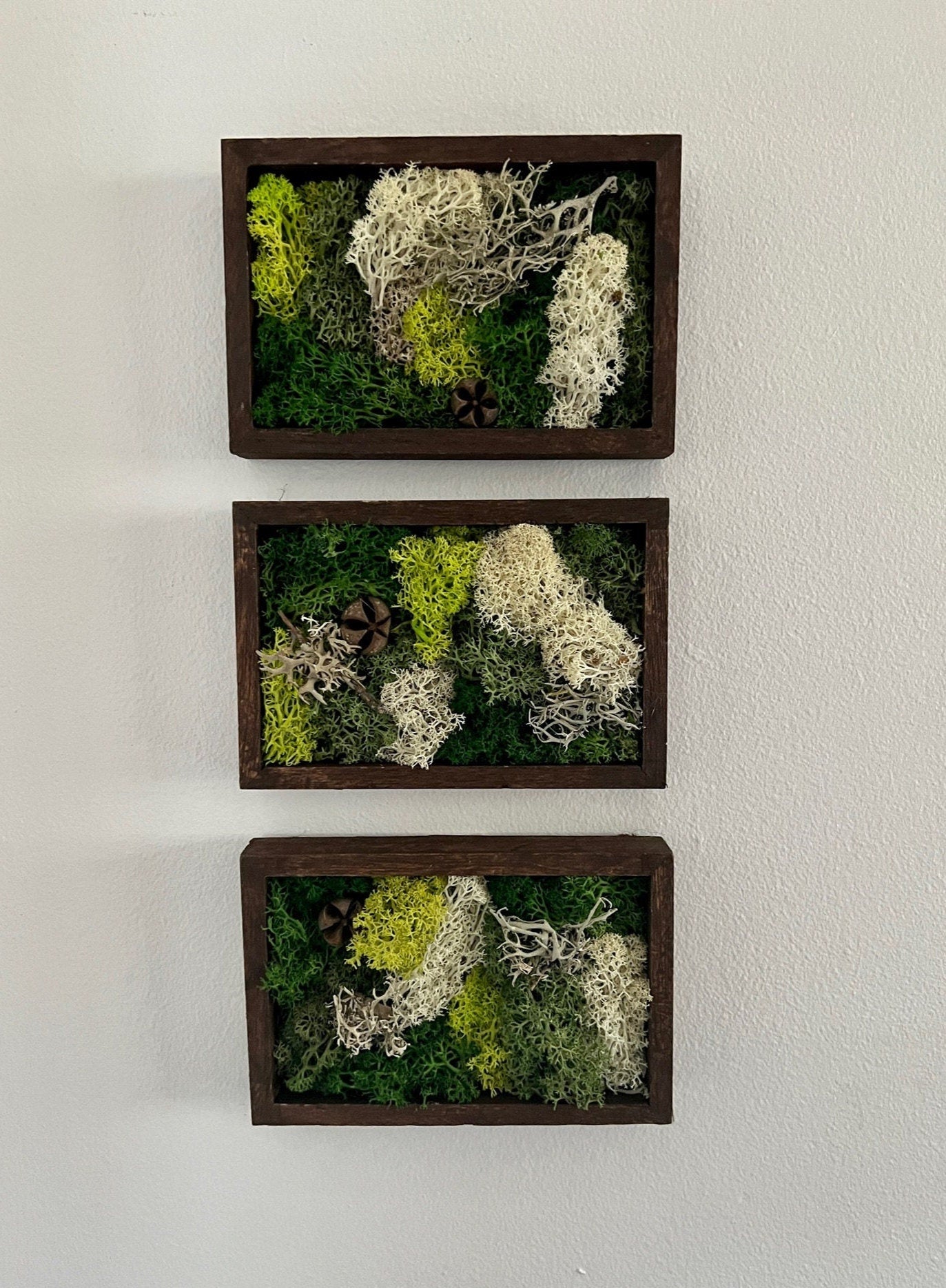 Preserved Moss Wall Art: Framed Reindeer Moss, Green & Beige | USA - TARIFF FREE