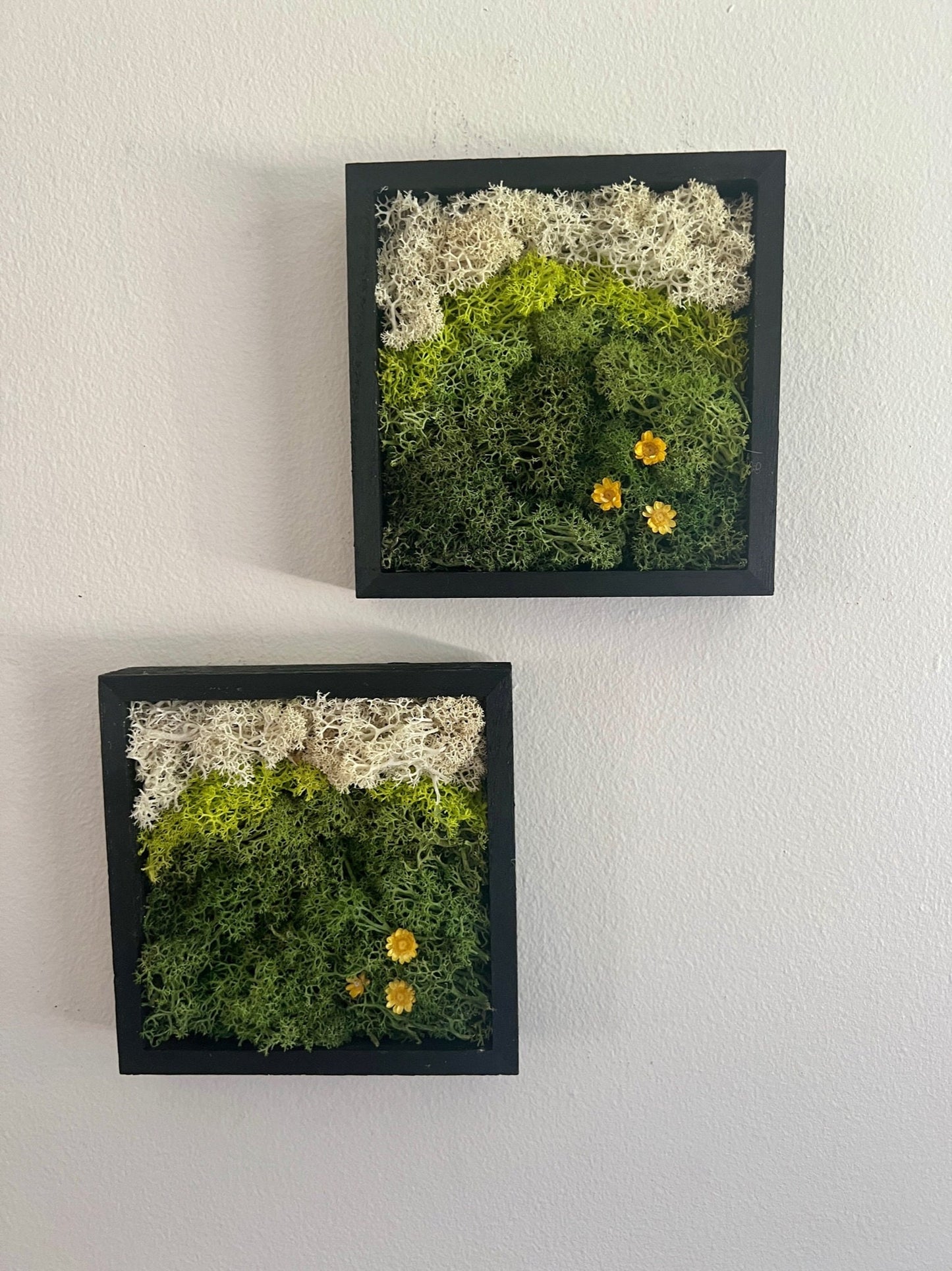 Preserved Reindeer Moss Wall Art: Square Wood Shadowbox Set | USA - TARIFF FREE