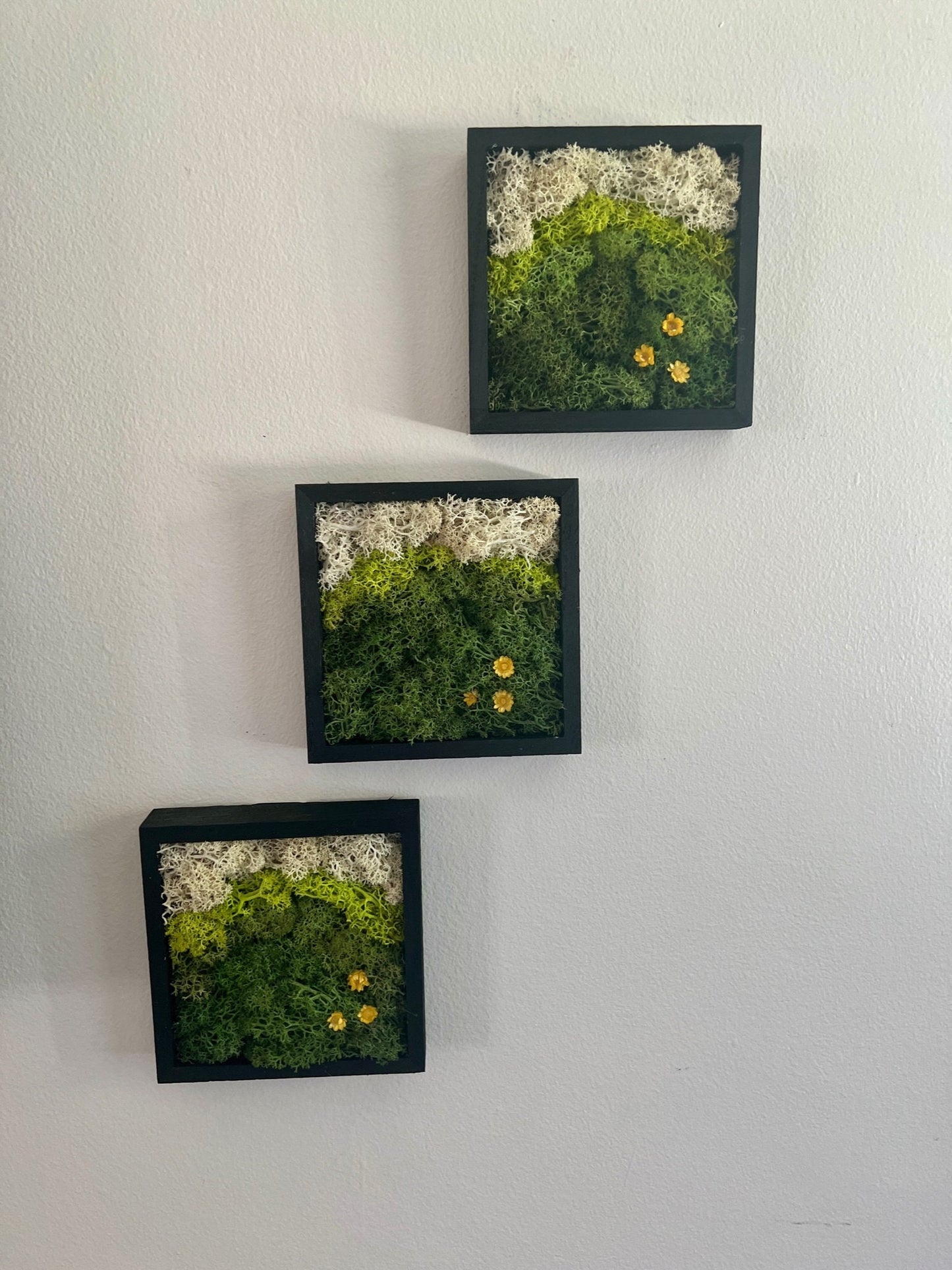 Preserved Reindeer Moss Wall Art: Square Wood Shadowbox Set | USA - TARIFF FREE