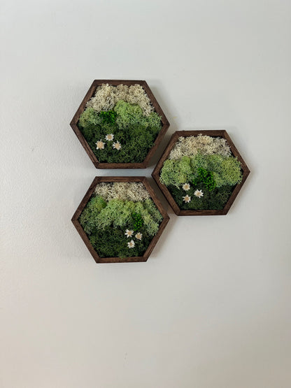 Honeycomb Moss Wall Art: Wood Hexagon Frame with Preserved Reindeer Moss | USA - TARIFF FREE