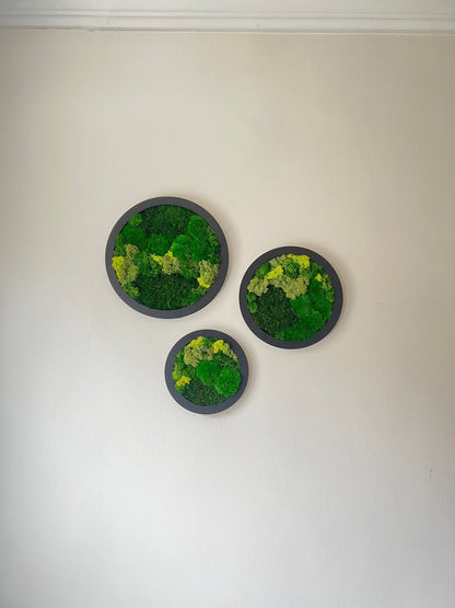 Preserved Reindeer Moss Wall Art: Framed Circle Set | USA - TARIFF FREE