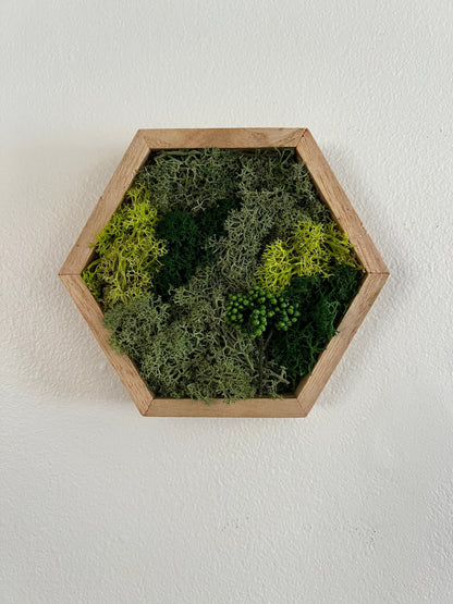 Reindeer Moss Wall Art: Hexagon Wood Frame, Preserved Nature Decor | USA - TARIFF FREE