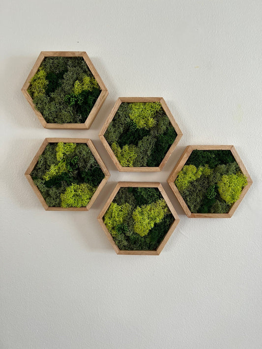 Reindeer Moss Wall Art: Hexagon Wood Frame, Preserved Nature Decor | USA - TARIFF FREE