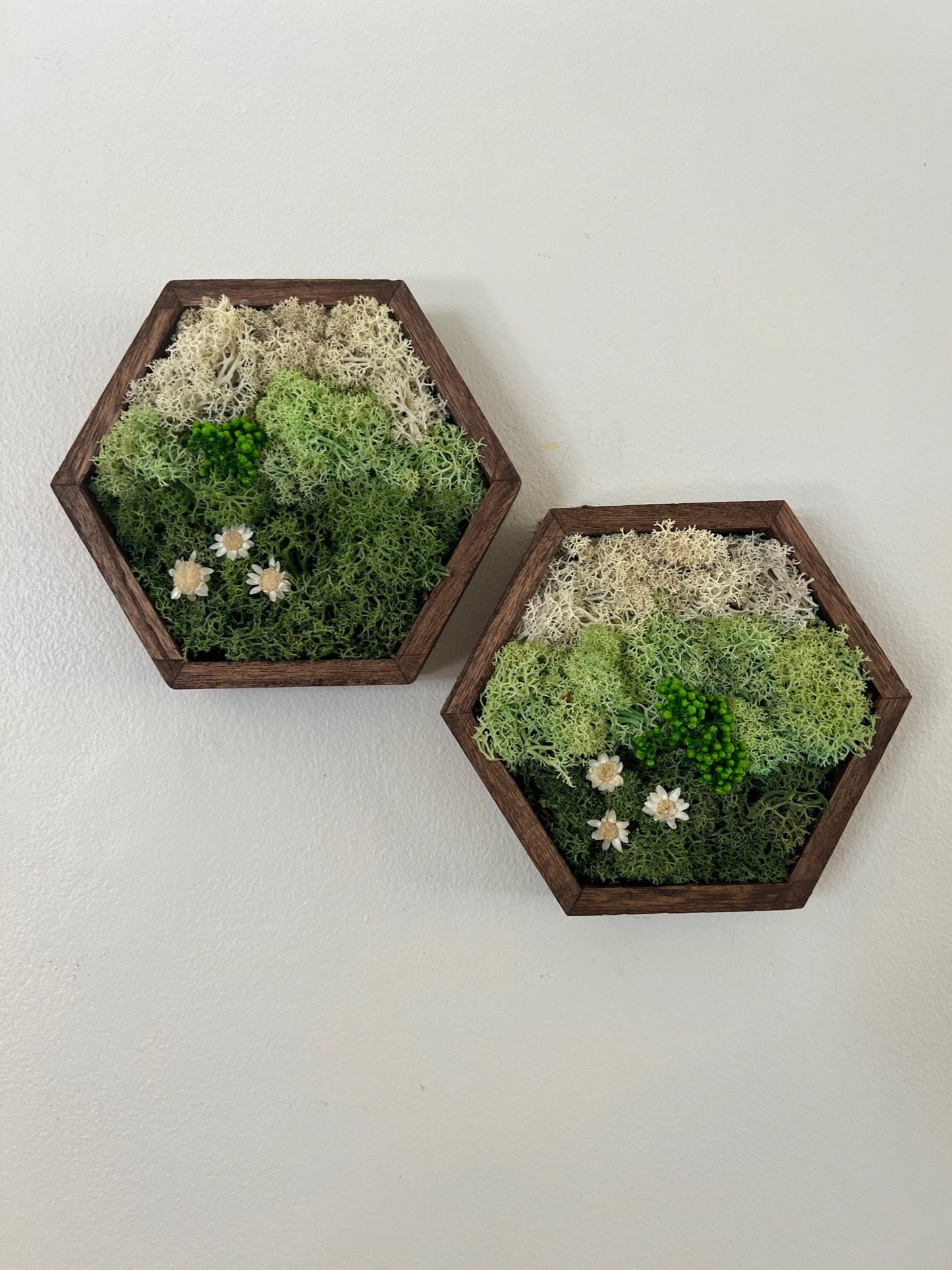 Honeycomb Moss Wall Art: Wood Hexagon Frame with Preserved Reindeer Moss | USA - TARIFF FREE