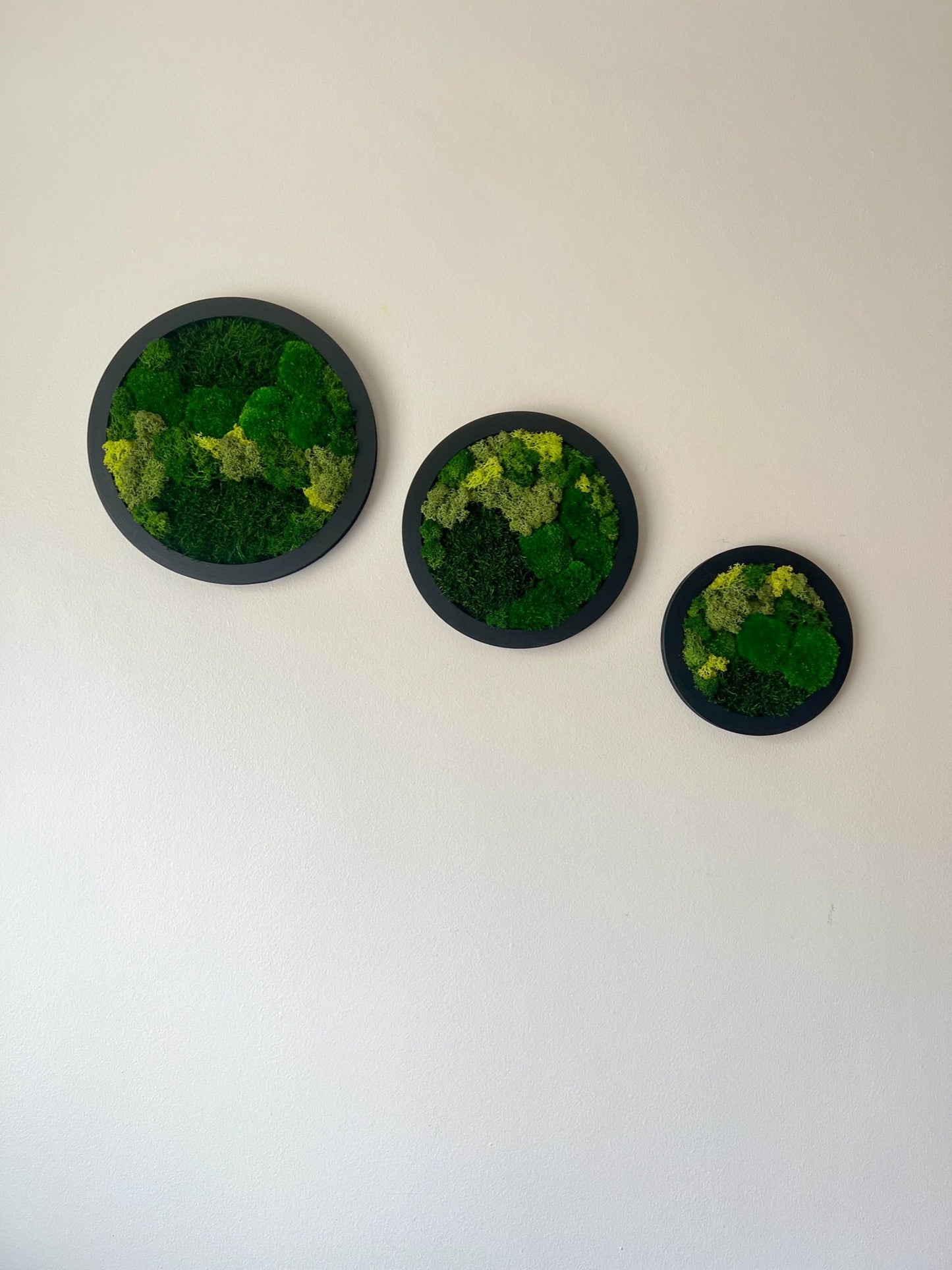 Preserved Reindeer Moss Wall Art: Framed Circle Set | USA - TARIFF FREE