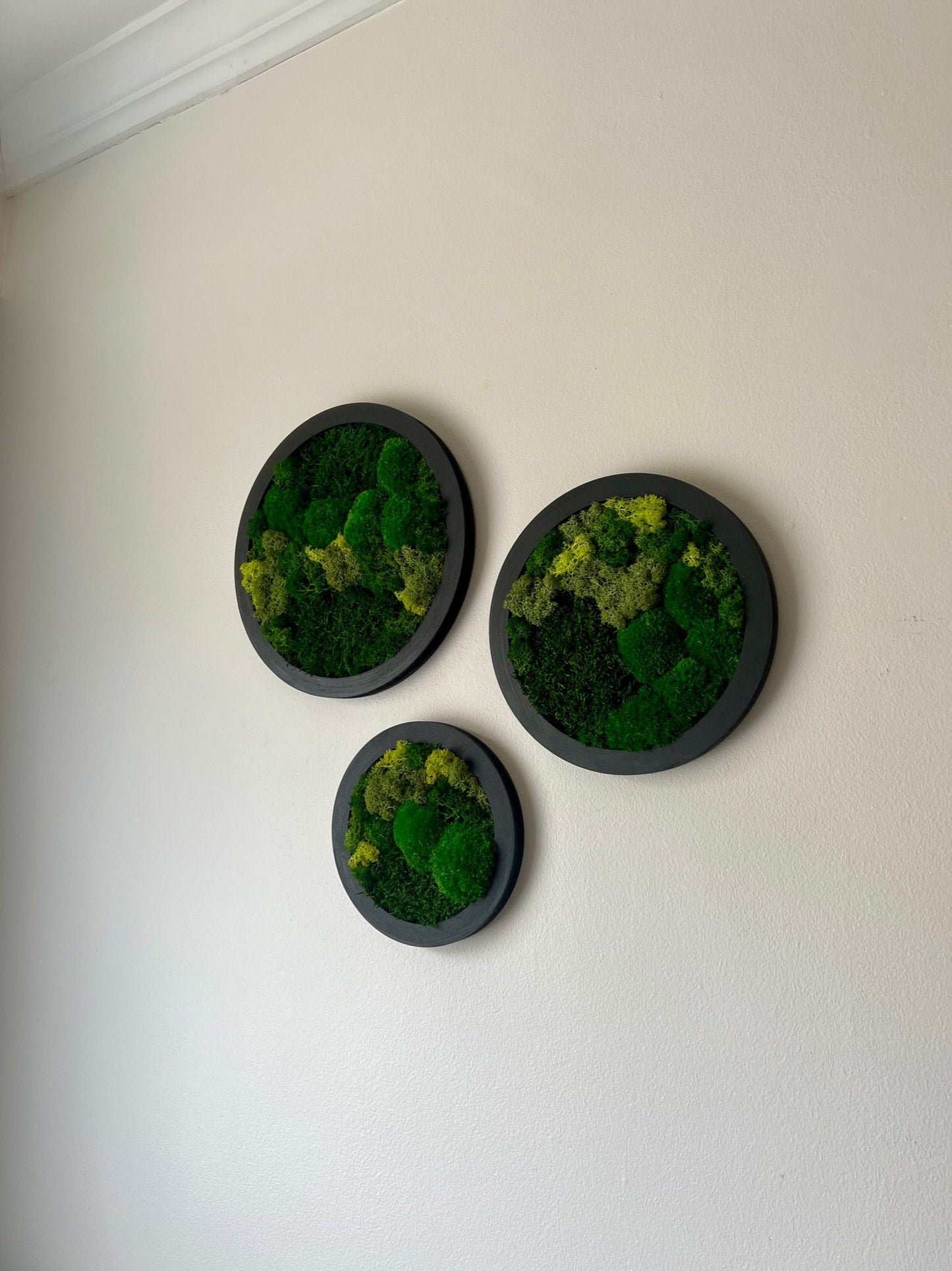 Preserved Reindeer Moss Wall Art: Framed Circle Set | USA - TARIFF FREE