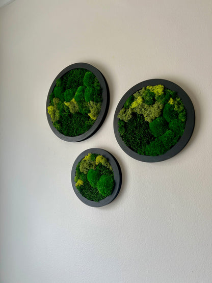 Preserved Reindeer Moss Wall Art: Framed Circle Set | USA - TARIFF FREE