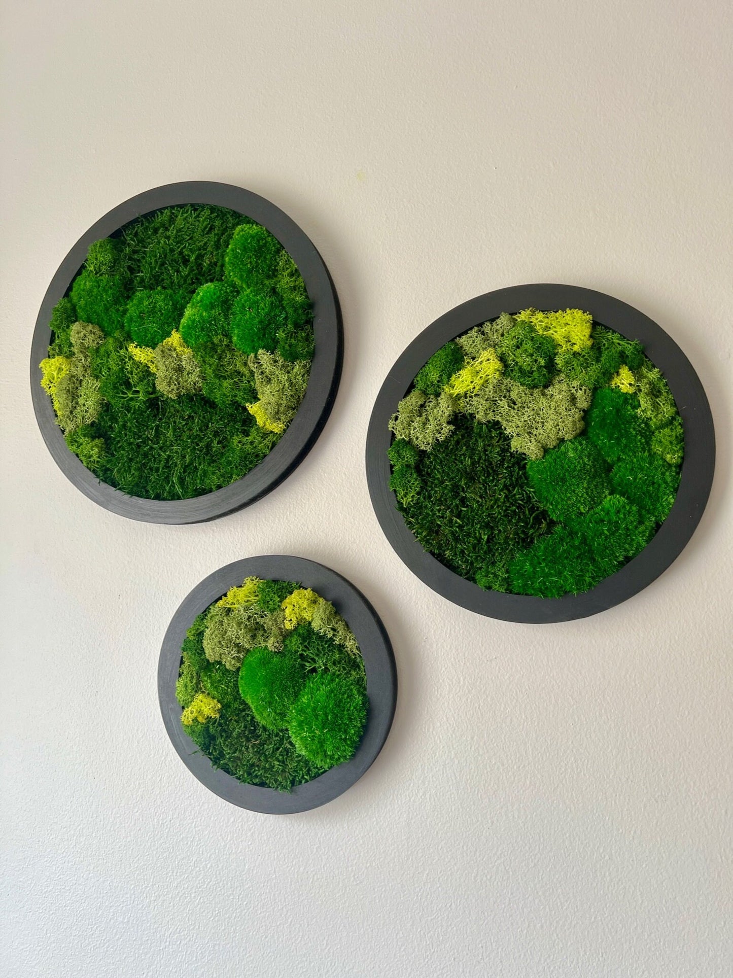 Preserved Reindeer Moss Wall Art: Framed Circle Set | USA - TARIFF FREE