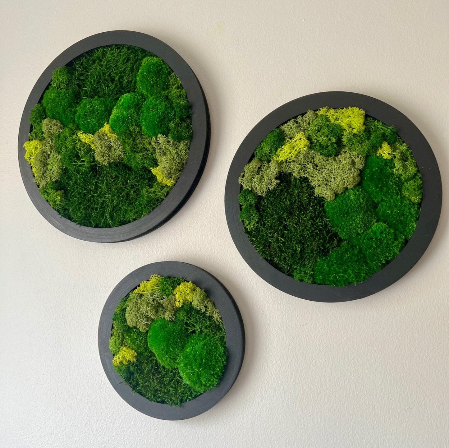 Preserved Reindeer Moss Wall Art: Framed Circle Set | USA - TARIFF FREE