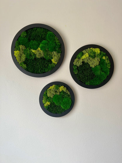Preserved Reindeer Moss Wall Art: Framed Circle Set | USA - TARIFF FREE