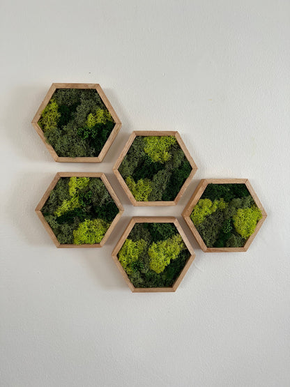 Reindeer Moss Wall Art: Hexagon Wood Frame, Preserved Nature Decor | USA - TARIFF FREE