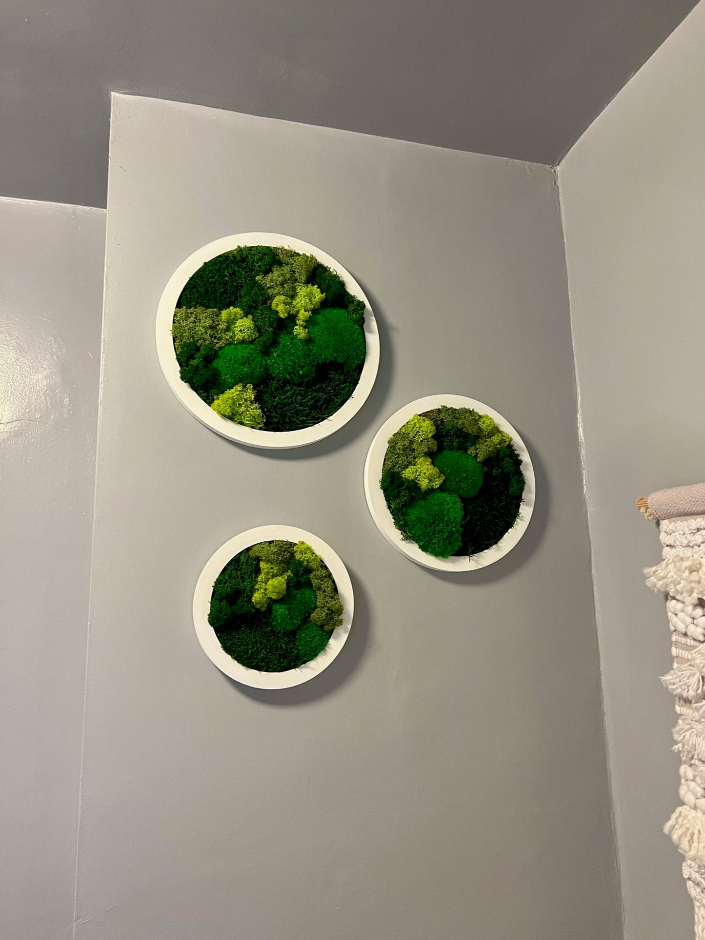 Preserved Reindeer Moss Wall Art: Framed Circle Trio | USA - TARIFF FREE