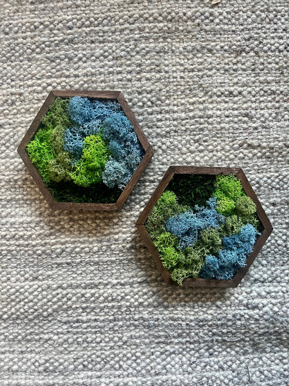 Honeycomb Moss Wall Art: Wood Hexagon, Preserved Reindeer Moss | USA - TARIFF FREE