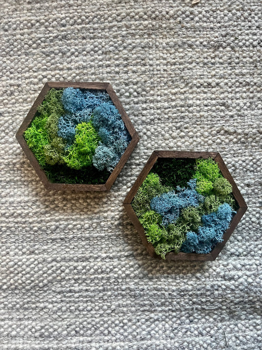 Honeycomb Moss Wall Art: Wood Hexagon, Preserved Reindeer Moss | USA - TARIFF FREE