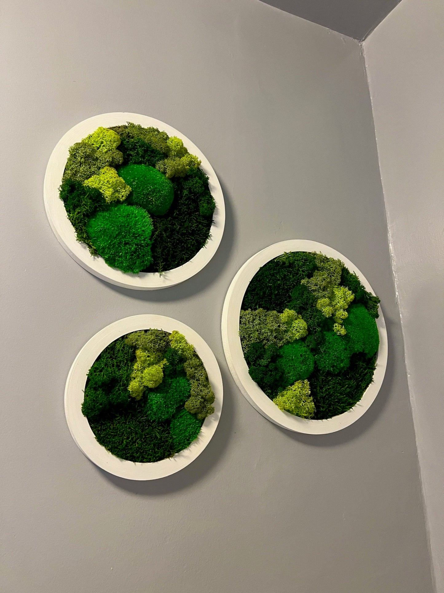 Preserved Reindeer Moss Wall Art: Framed Circle Trio | USA - TARIFF FREE