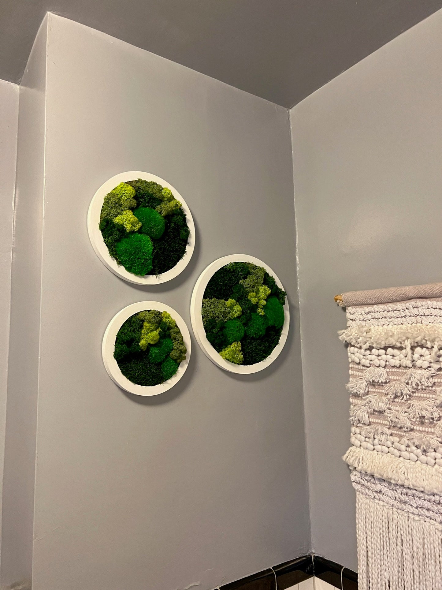 Preserved Reindeer Moss Wall Art: Framed Circle Trio | USA - TARIFF FREE