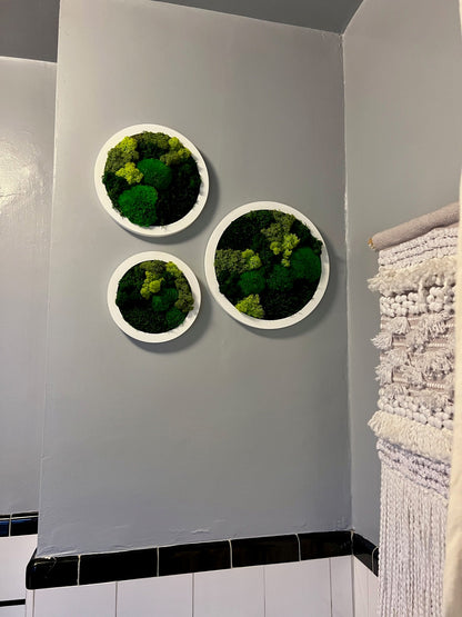 Preserved Reindeer Moss Wall Art: Framed Circle Trio | USA - TARIFF FREE