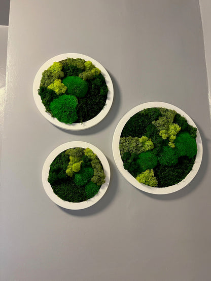 Preserved Reindeer Moss Wall Art: Framed Circle Trio | USA - TARIFF FREE