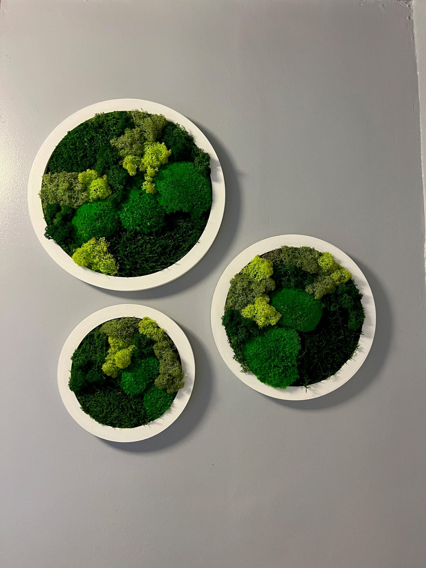 Preserved Reindeer Moss Wall Art: Framed Circle Trio | USA - TARIFF FREE