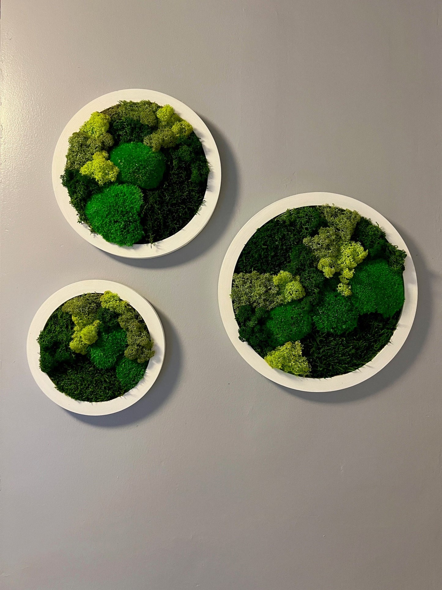Preserved Reindeer Moss Wall Art: Framed Circle Trio | USA - TARIFF FREE
