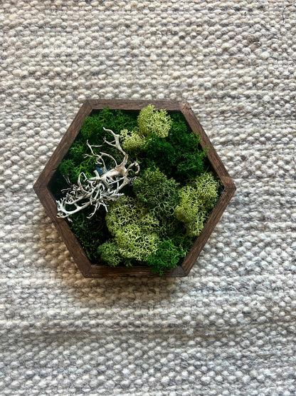 Moss Wall Art | Honeycomb Moss Single to Set of Twelve | Wood Hexagon | Green Reindeer and Sheet Moss | Moss Wall Art |  Gift