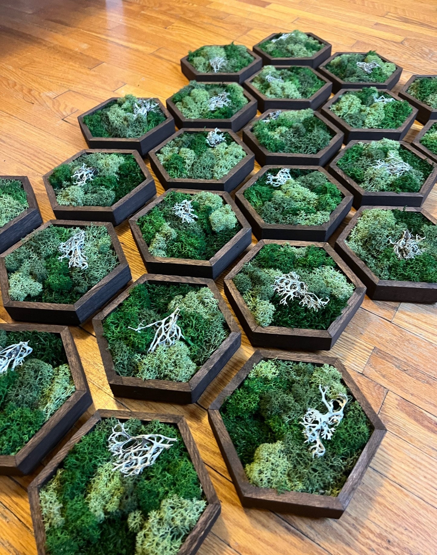 Honeycomb Moss Wall Art: Reindeer Moss, Wood Hexagon Decor | USA - TARIFF FREE