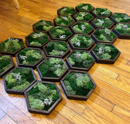 Honeycomb Moss Wall Art: Reindeer Moss, Wood Hexagon Decor | USA - TARIFF FREE