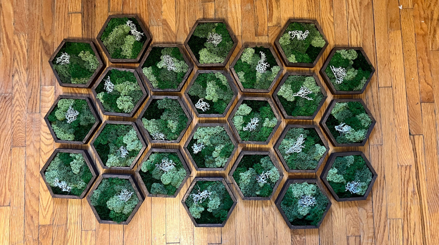 Honeycomb Moss Wall Art: Reindeer Moss, Wood Hexagon Decor | USA - TARIFF FREE