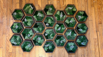 Honeycomb Moss Wall Art: Reindeer Moss, Wood Hexagon Decor | USA - TARIFF FREE