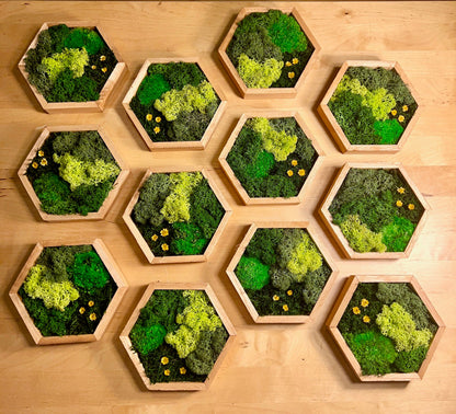 Honeycomb Moss Wall Art: Wood Hexagon with Reindeer Moss & Yellow Flowers | USA - TARIFF FREE