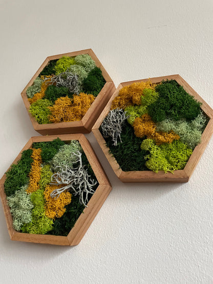 Honeycomb Moss Wall Art: Wood Hexagon, Reindeer Moss Decor | USA - TARIFF FREE