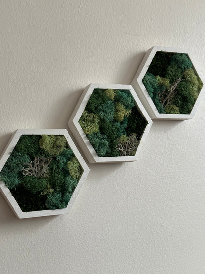 Honeycomb Reindeer Moss Wall Art: Wood Hexagon Decor | USA - TARIFF FREE