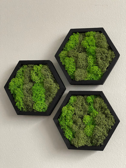 Moss Wall Art | Honeycomb Moss Single to Set of Twelve | Wood Hexagon  | Green Preserved Reindeer Moss |