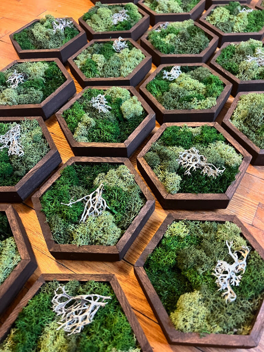 Moss Wall Art | Honeycomb Moss Single to Set of Twelve | Wood Hexagon | Green Reindeer and Sheet Moss | Moss Wall Art |  Gift