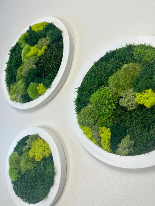 Moss Wall Art Circle | Preserved Moss Art Framed | Moss Wall Decor | Moss Circle Wall | Green Reindeer Moss Pole Moss Sheet Moss | Gift