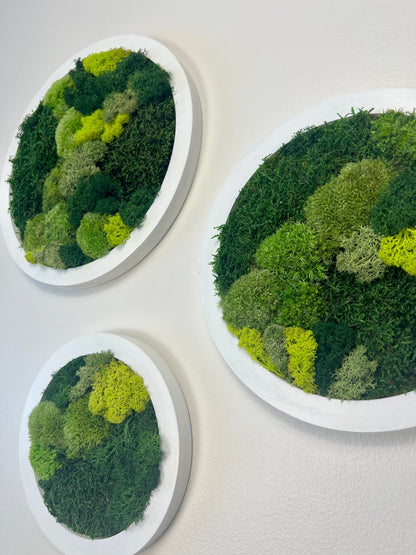 Moss Wall Art Circle | Preserved Moss Art Framed | Moss Wall Decor | Moss Circle Wall | Green Reindeer Moss Pole Moss Sheet Moss | Gift