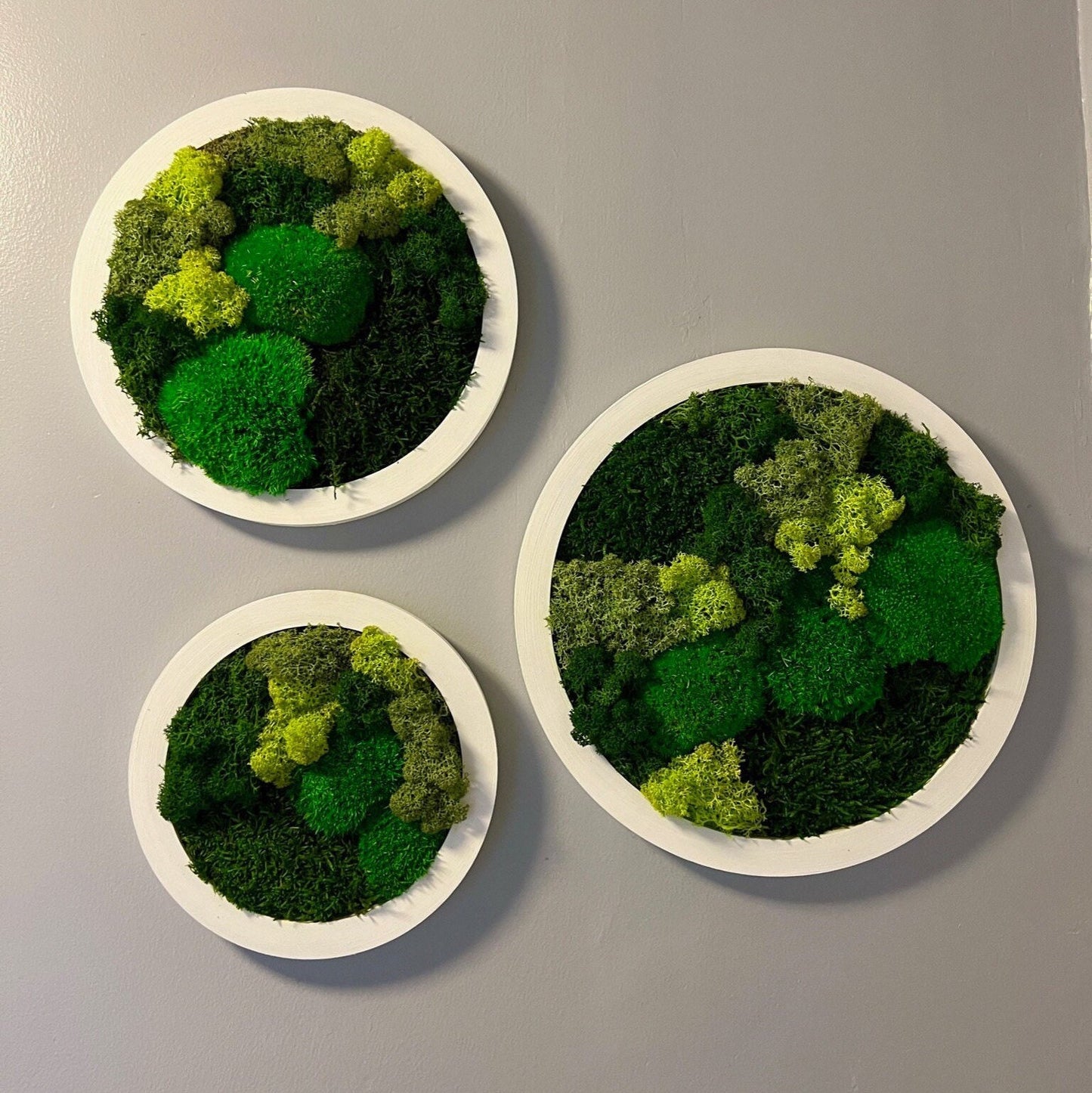 Preserved Reindeer Moss Wall Art: Framed Circle Trio | USA - TARIFF FREE