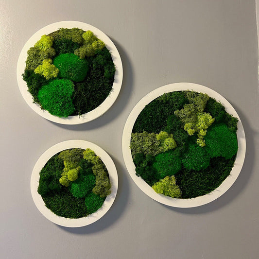 Preserved Reindeer Moss Wall Art: Framed Circle Trio | USA - TARIFF FREE