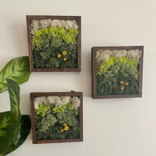 Preserved Reindeer Moss Wall Art: Square Wood Shadowbox | USA - TARIFF FREE