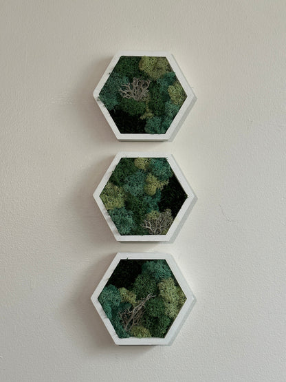 Moss Wall Art | |Honeycomb Moss Decor | Single to Set of Twelve | Wood Hexagon  | Reindeer Moss | Sheet Moss  | Green & Turquoise