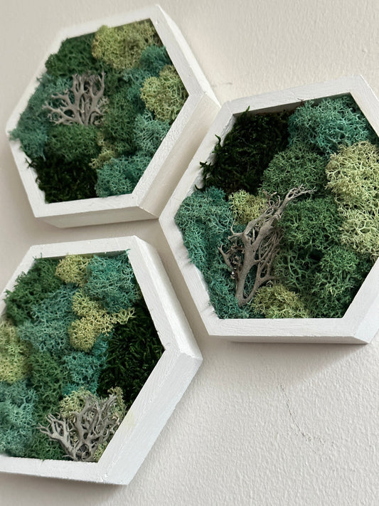 Moss Wall Art | |Honeycomb Moss Decor | Single to Set of Twelve | Wood Hexagon  | Reindeer Moss | Sheet Moss  | Green & Turquoise