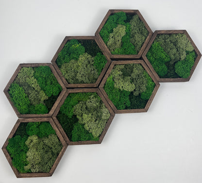 Honeycomb Reindeer Moss Wall Art: Wood Hexagon Set | USA - TARIFF FREE