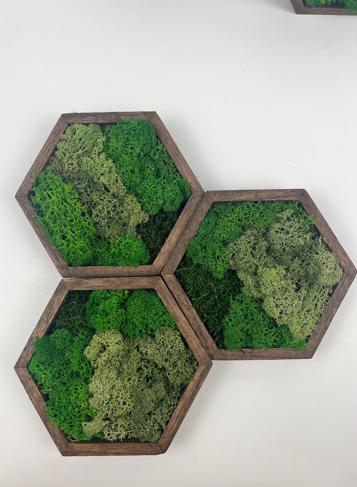 Honeycomb Reindeer Moss Wall Art: Wood Hexagon Set | USA - TARIFF FREE