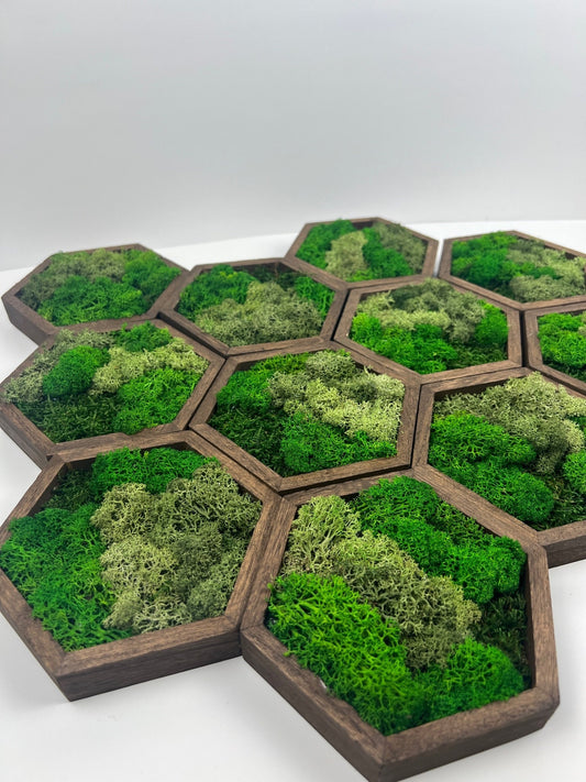 Moss Wall Art | Honeycomb Moss Single to Set of Twelve | Wood Hexagon  | Multiple Green Reindeer Moss | Sheet Moss | Birthday Gift