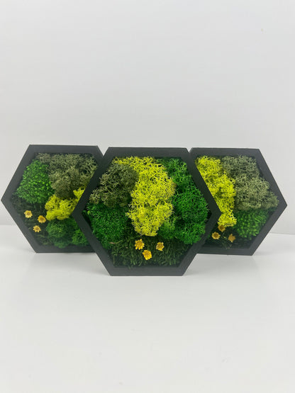 Hexagon Moss Wall Art: Reindeer Moss & Preserved Flowers | USA - TARIFF FREE