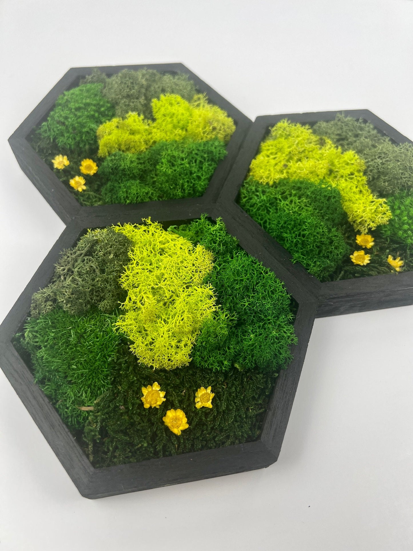 Hexagon Moss Wall Art: Reindeer Moss & Preserved Flowers | USA - TARIFF FREE