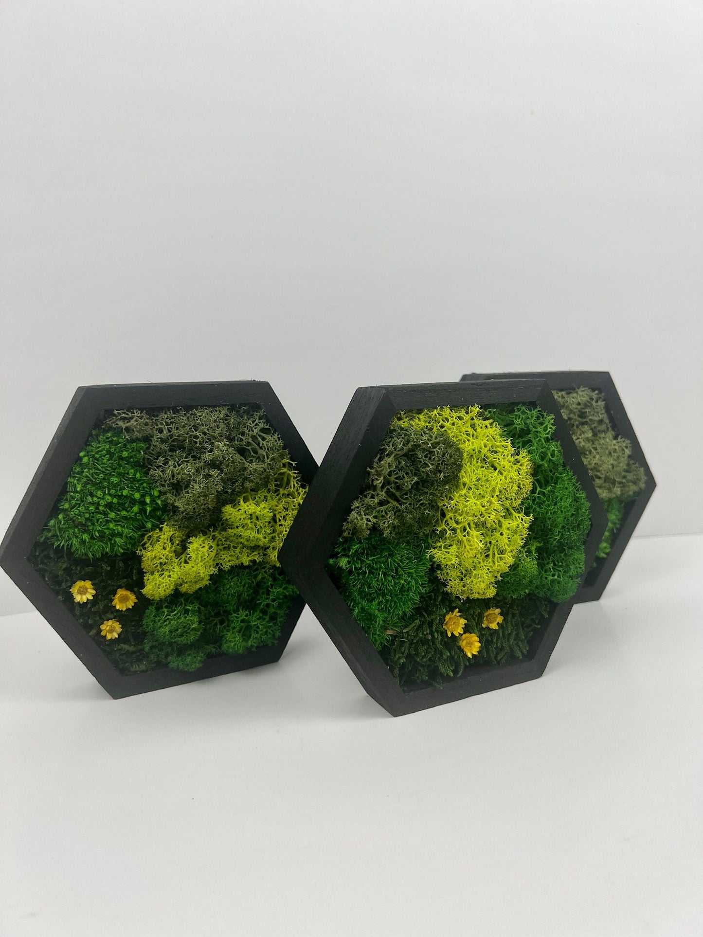 Hexagon Moss Wall Art: Reindeer Moss & Preserved Flowers | USA - TARIFF FREE
