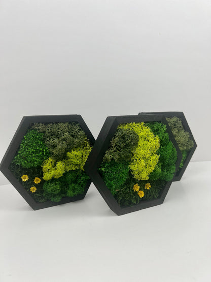 Hexagon Moss Wall Art: Reindeer Moss & Preserved Flowers | USA - TARIFF FREE