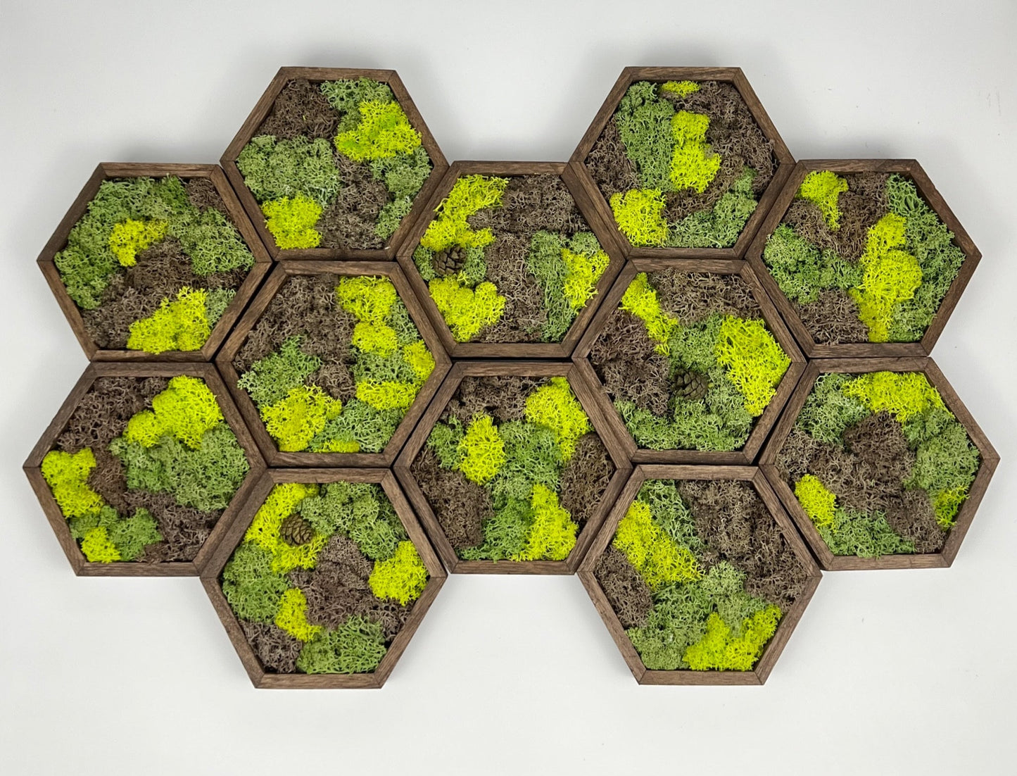 Preserved Reindeer Moss Wall Art: Wood Hexagon Set | USA - TARIFF FREE