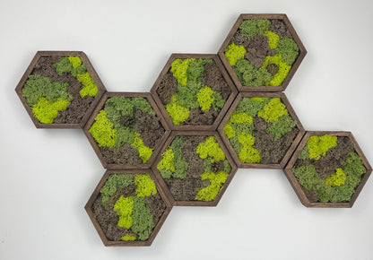 Preserved Reindeer Moss Wall Art: Wood Hexagon Set | USA - TARIFF FREE
